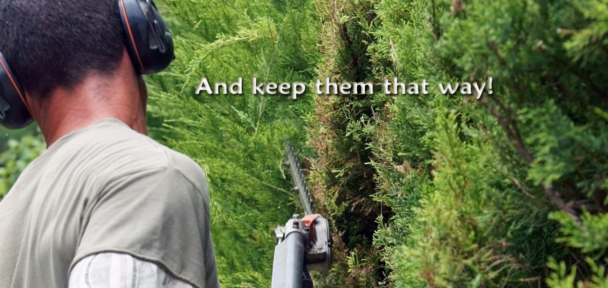 Man maintaining juniper with hedge trimmer